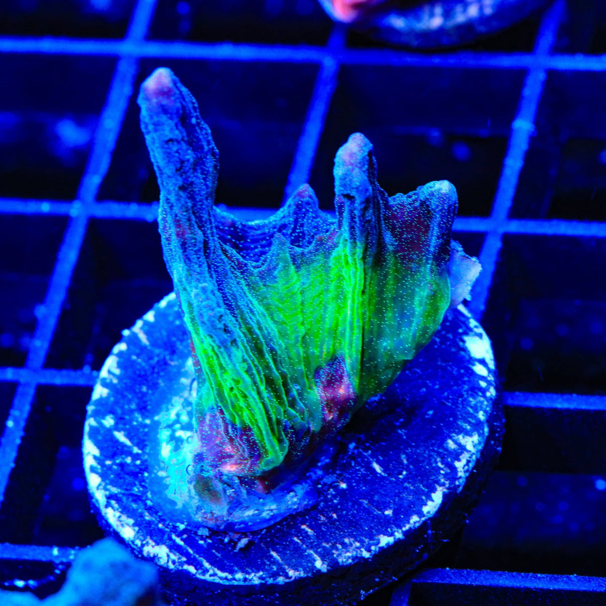 TSA Fireworks Pectinia Coral