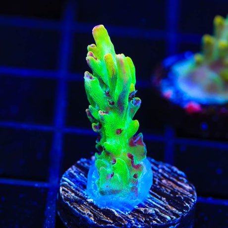 TSA Flame Tip Acropora Coral