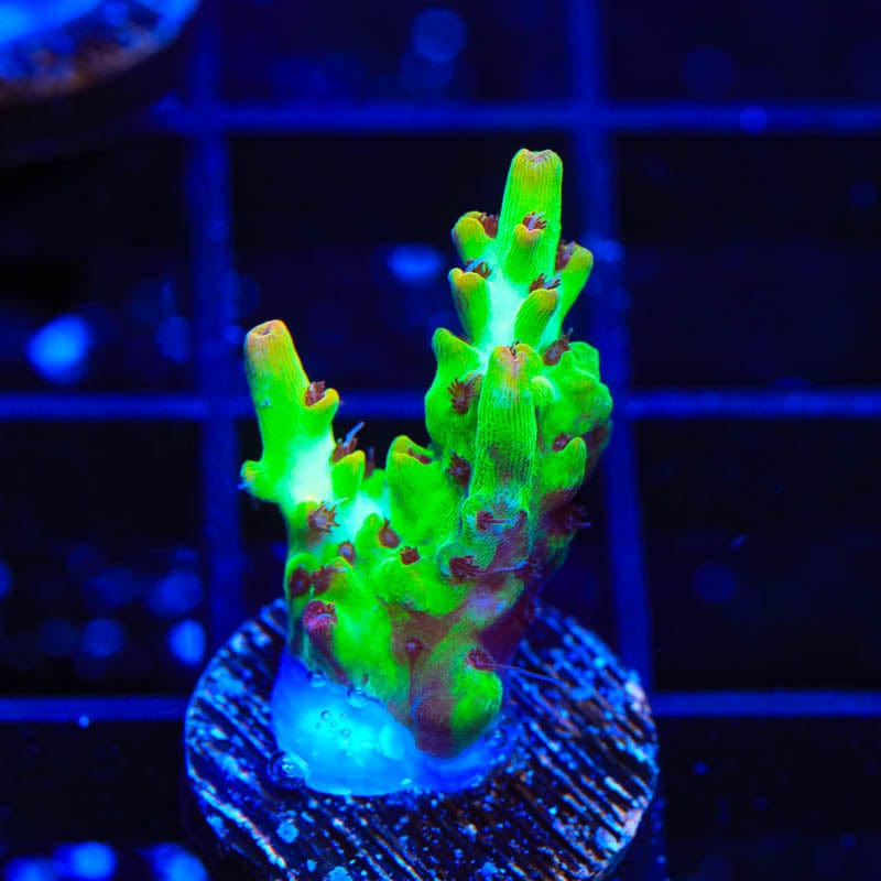 TSA Flame Tip Acropora Coral