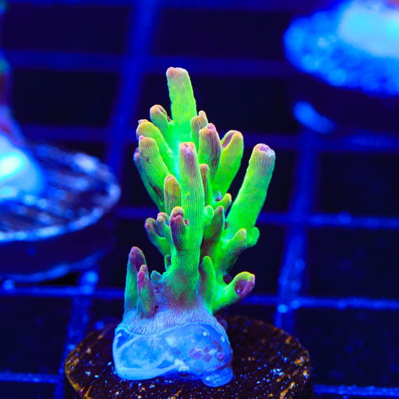 TSA Flame Tip Acropora Coral