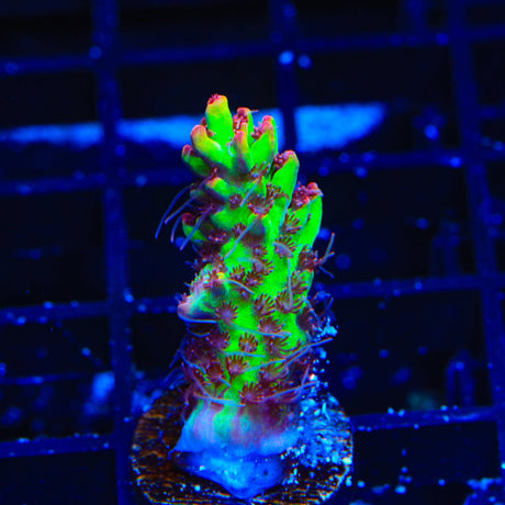 TSA Flame Tip Acropora Coral
