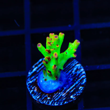 TSA Flame Tip Acropora Coral