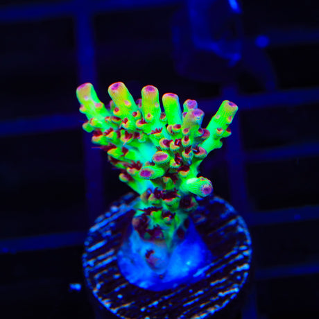 TSA Flame Tip Acropora Coral