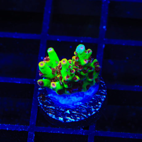 TSA Flame Tip Acropora Coral