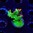 TSA Flame Tip Acropora XL Frag Coral