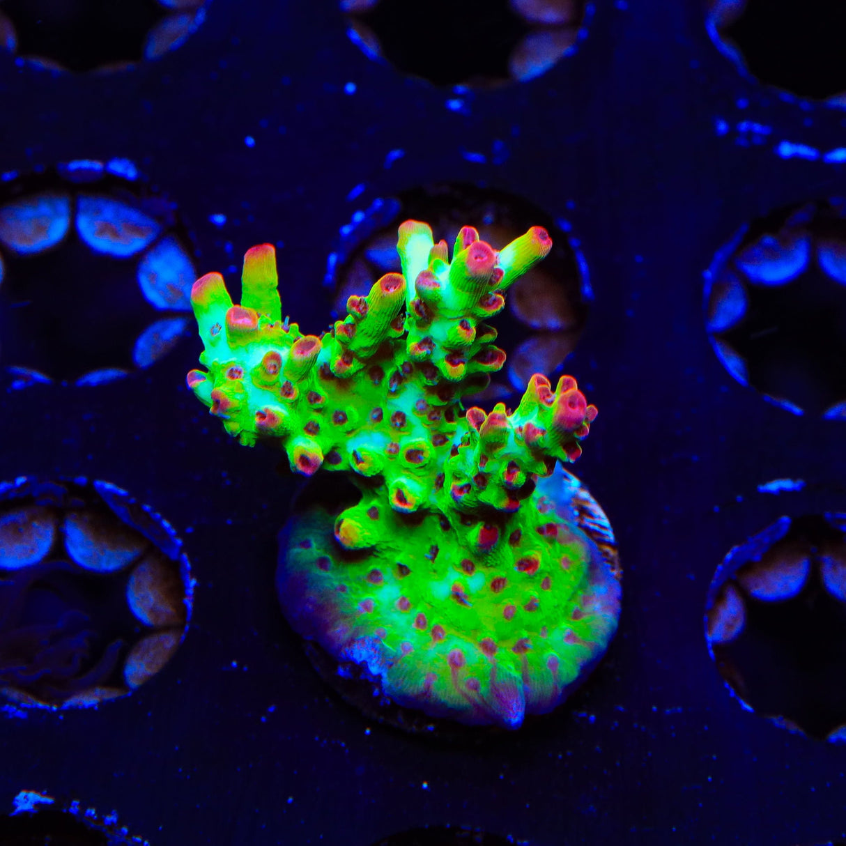 TSA Flame Tip Acropora XL Frag Coral