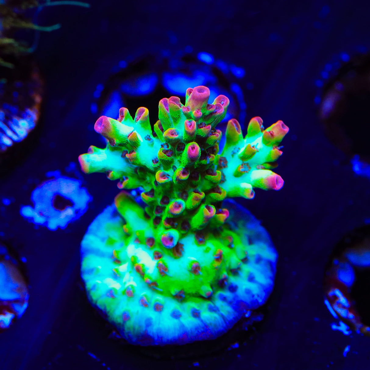 TSA Flame Tip Acropora XL Frag Coral