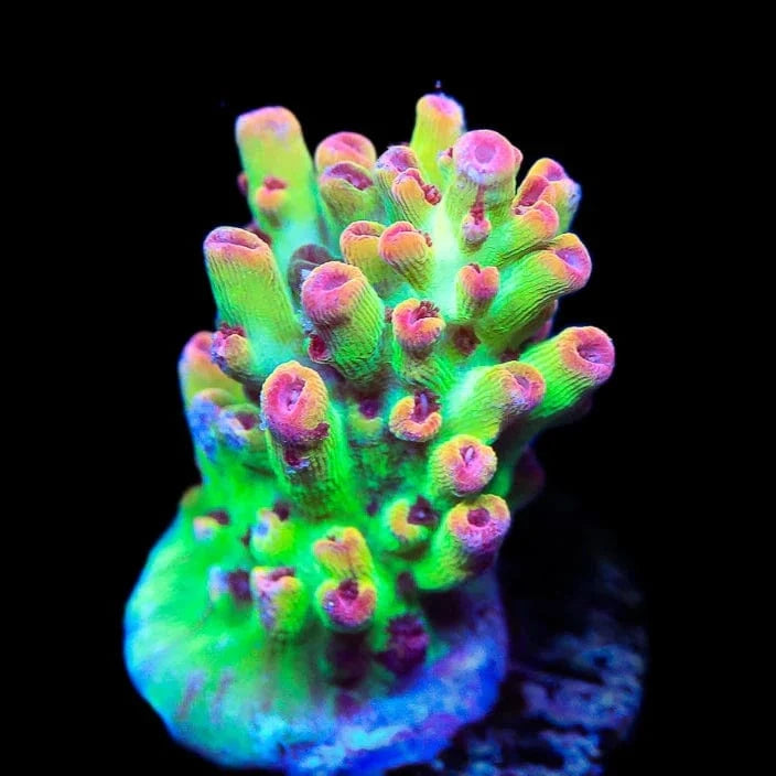 TSA Flame Tip Microclados Acropora Coral