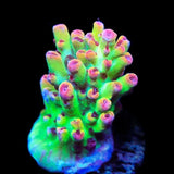 TSA Flame Tip Microclados Acropora Coral