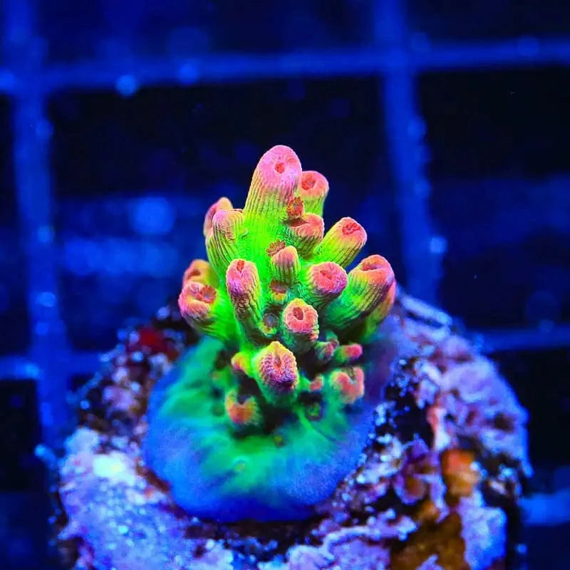 TSA Flame Tip Microclados Acropora Coral