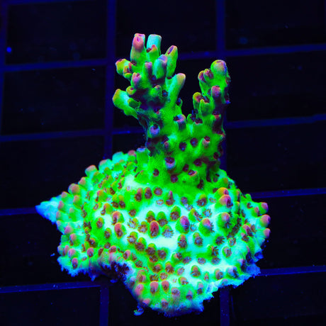 TSA Flame Tip Microclados Acropora Coral