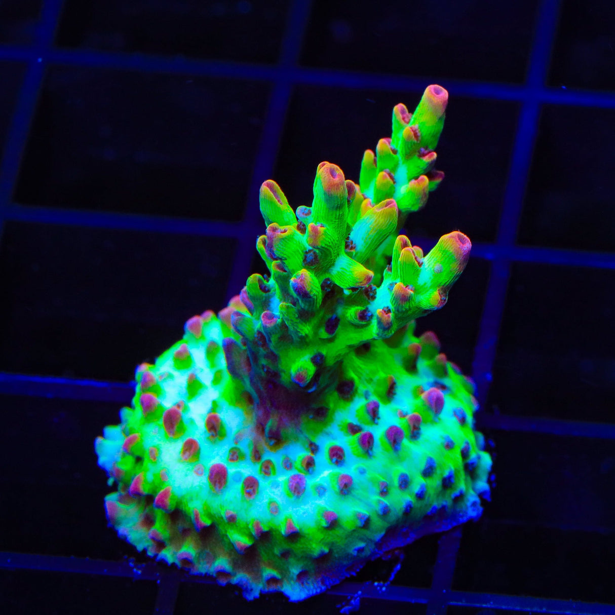 TSA Flame Tip Microclados Acropora Coral