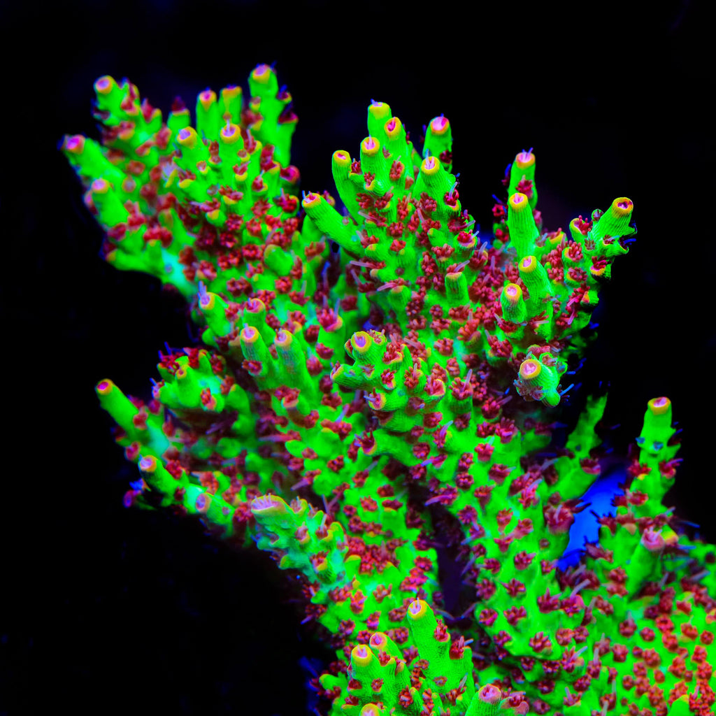 TSA Flame Tip Microclados Acropora Coral