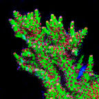TSA Flame Tip Microclados Acropora Coral