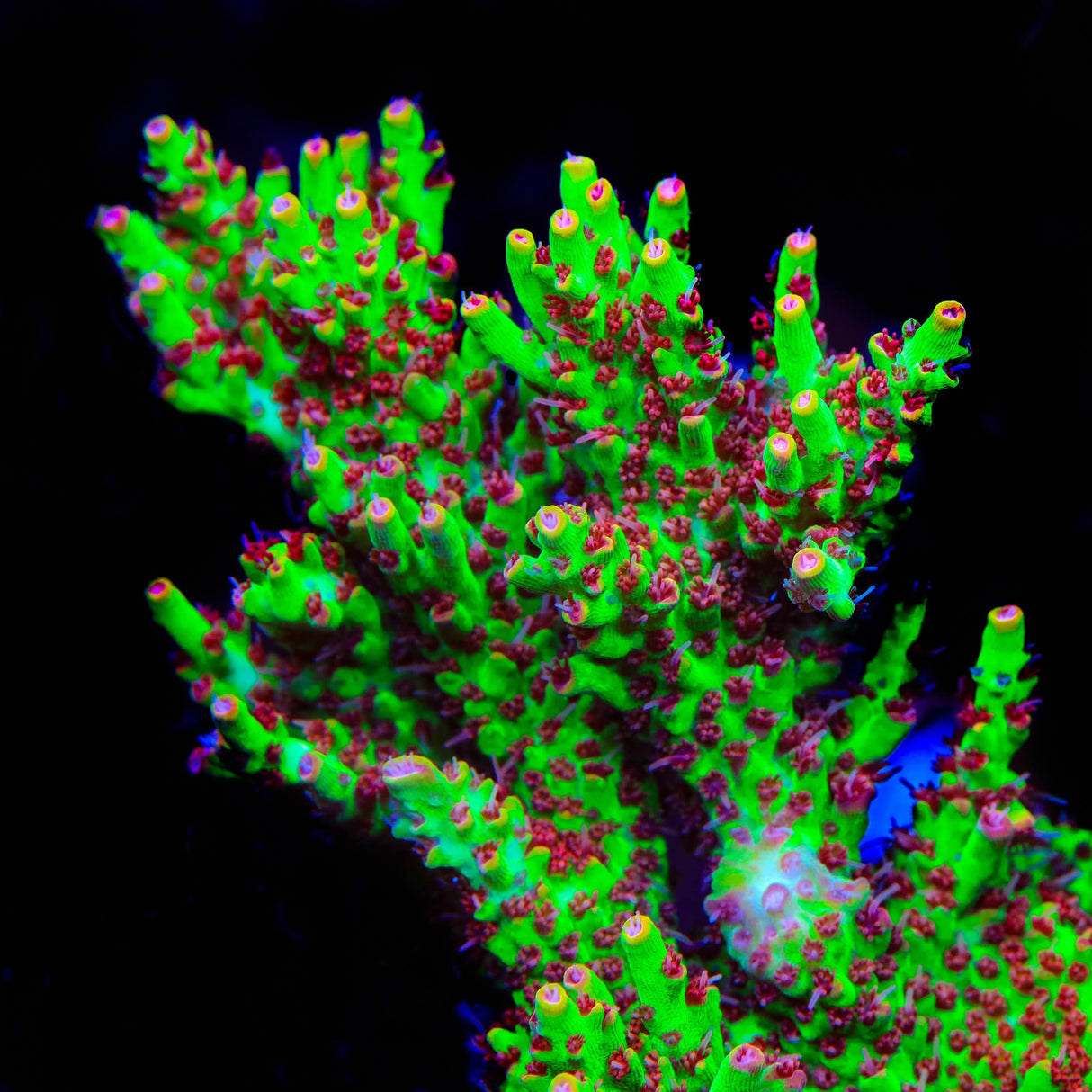 TSA Flame Tip Microclados Acropora Coral