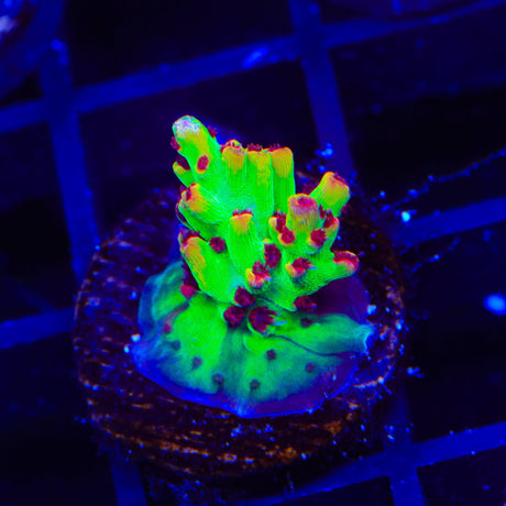 TSA Flame Tip Microclados Acropora Coral