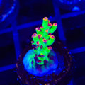 TSA Flame Tip Microclados Acropora Coral