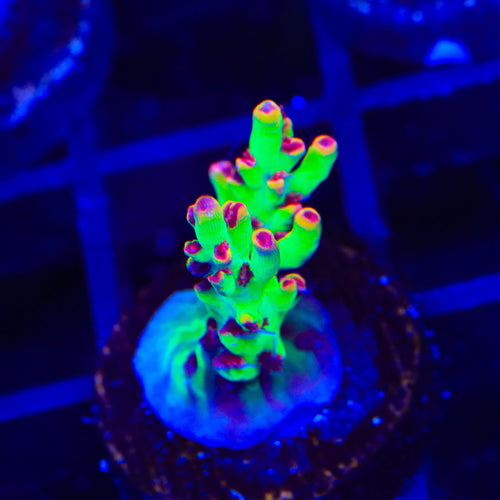 TSA Flame Tip Microclados Acropora Coral