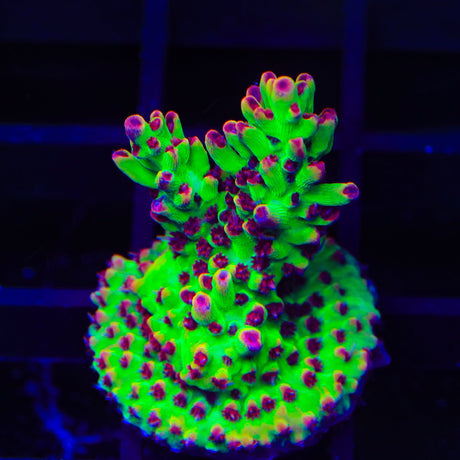 TSA Flame Tip Microclados Acropora Coral