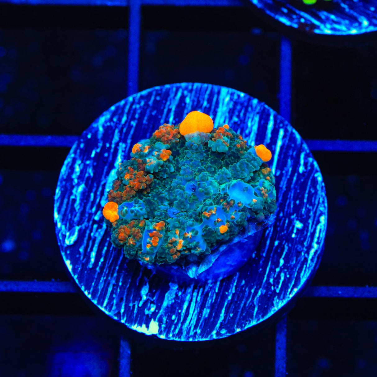 TSA Flaming Cheeto Bounce Mushroom Coral