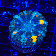 TSA Flaming Cheeto Bounce Mushroom Coral