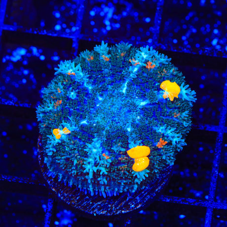 TSA Flaming Cheeto Bounce Mushroom Coral