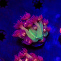 TSA Flaming Lips Goniopora Coral