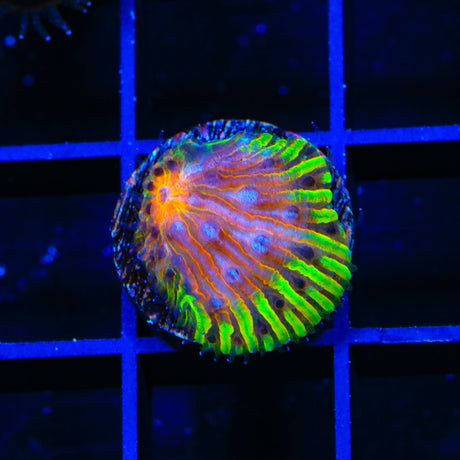 TSA Flaming Ring Aquacultred Plate Coral