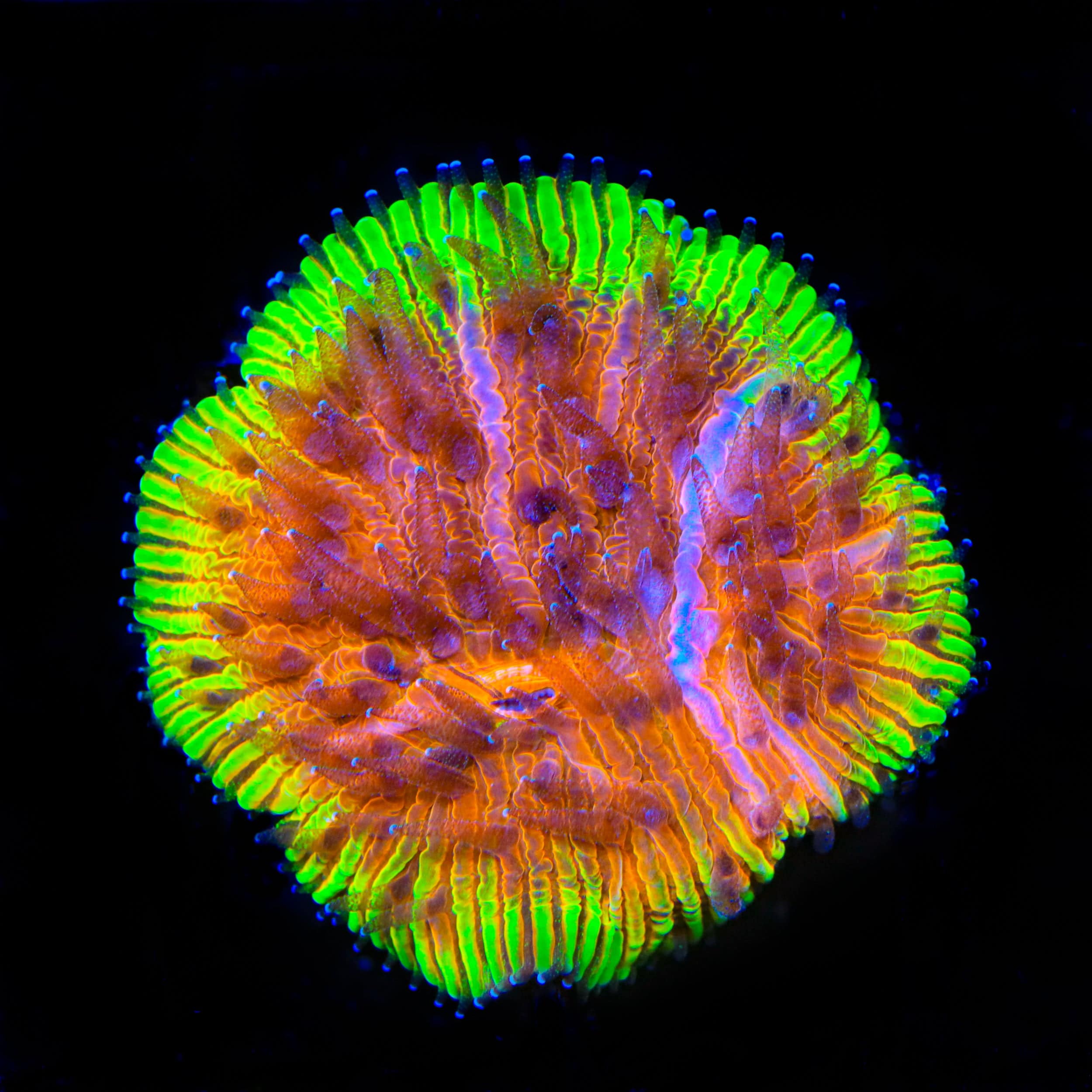 Signature Corals – Top Shelf Aquatics
