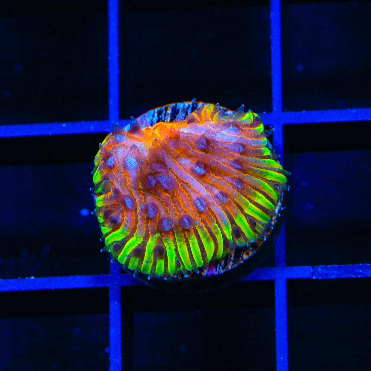 TSA Flaming Ring Aquacultured Plate Coral