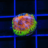 TSA Flaming Ring Aquacultured Plate Coral