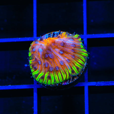 TSA Flaming Ring Aquacultured Plate Coral