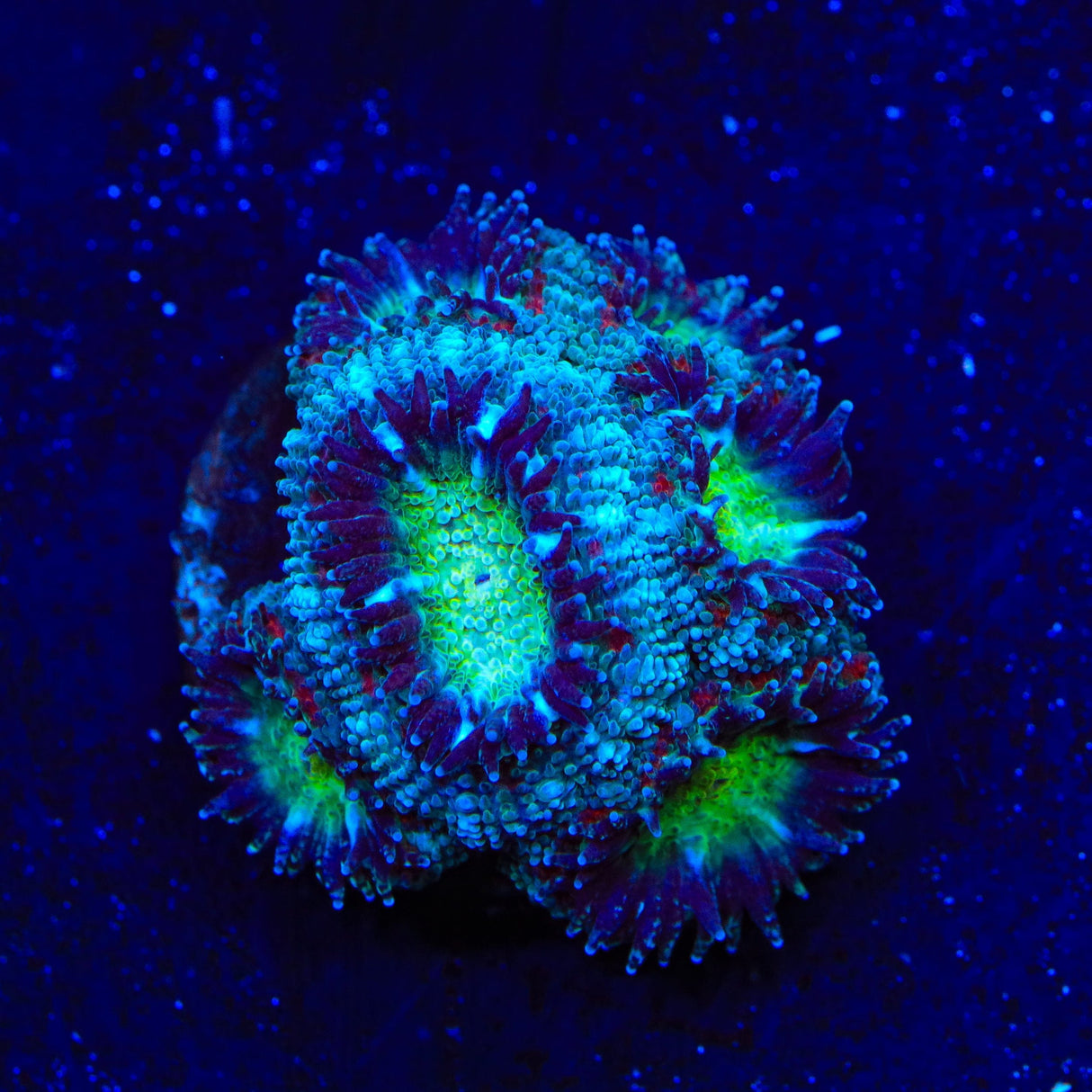 TSA Flash Freeze Micromussa Acan Coral