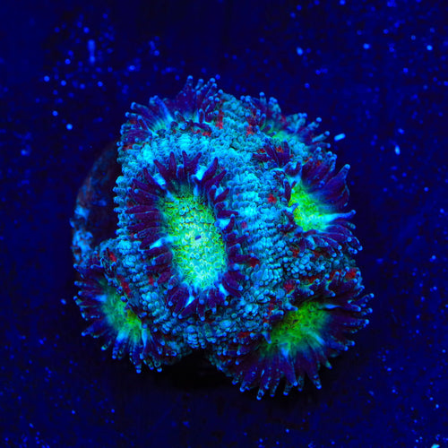 TSA Flash Freeze Micromussa Acan Coral