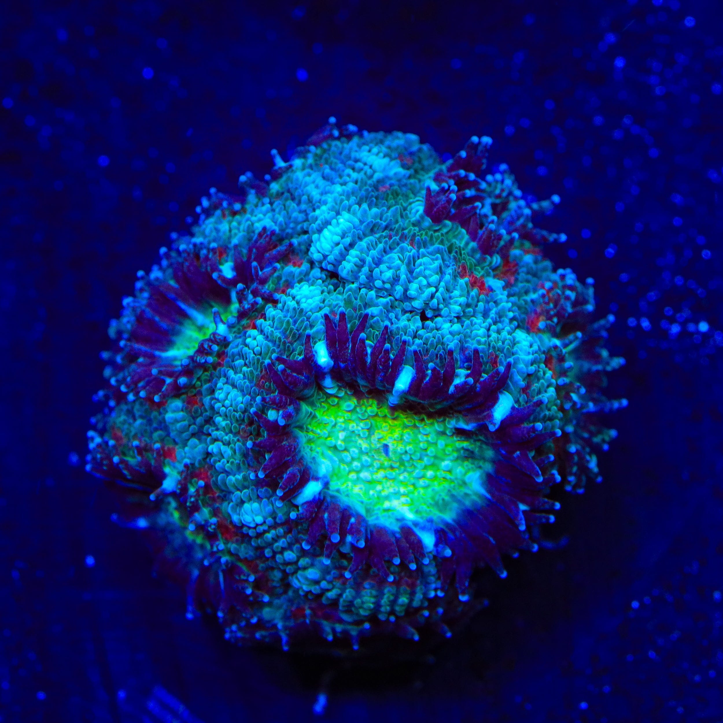 TSA Flash Freeze Micromussa Acan Coral – Top Shelf Aquatics