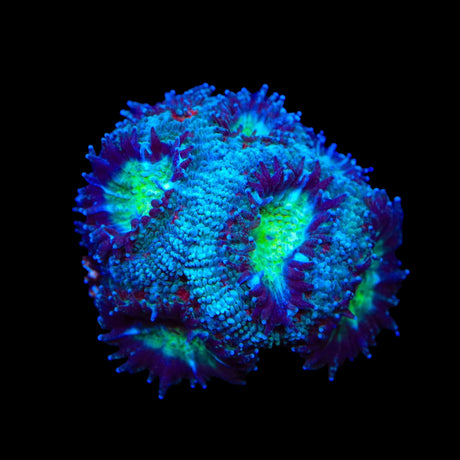 TSA Flash Freeze Micromussa Acan Coral