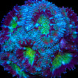 TSA Flash Freeze Micromussa Acan Coral