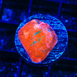 TSA Flashbang Chalice Coral