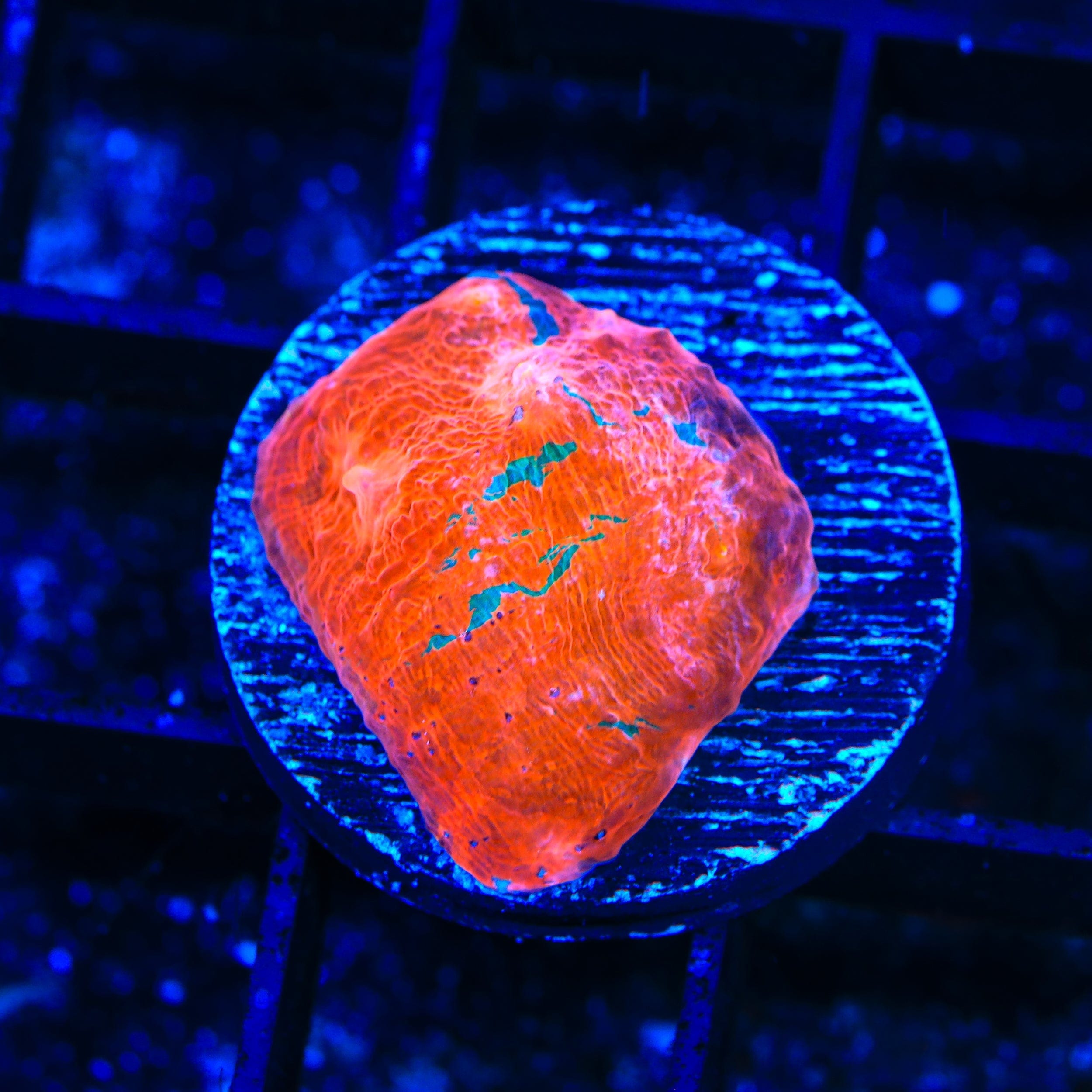 TSA Flashbang Chalice Coral