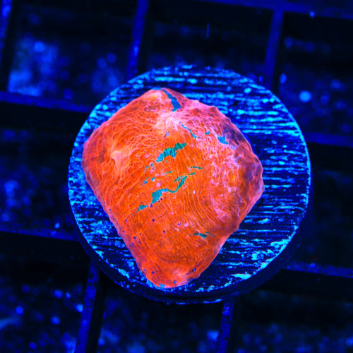 TSA Flashbang Chalice Coral
