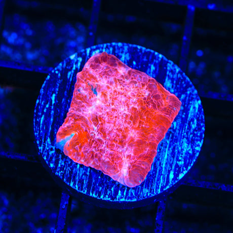 TSA Flashbang Chalice Coral