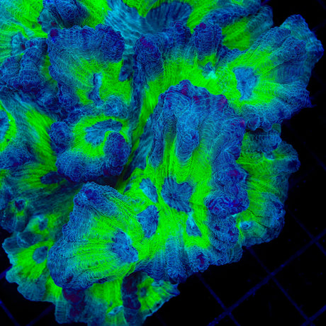 TSA Flea Flicker Pectinia Coral