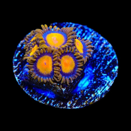 TSA Florida Oranges Zoanthids Coral