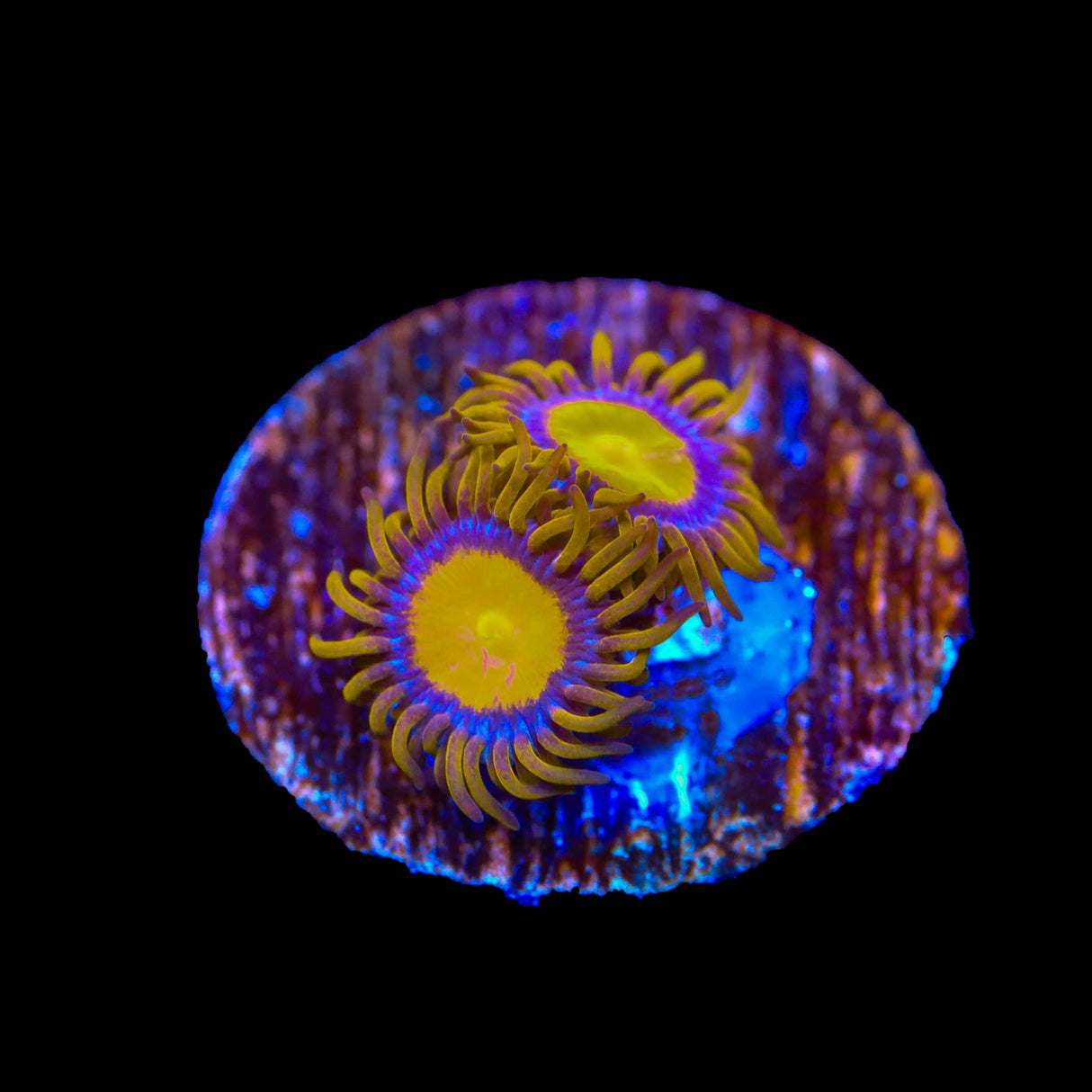 TSA Florida Oranges Zoanthids Coral