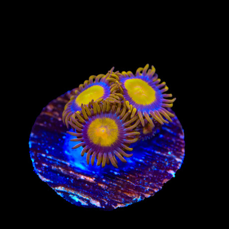 TSA Florida Oranges Zoanthids Coral