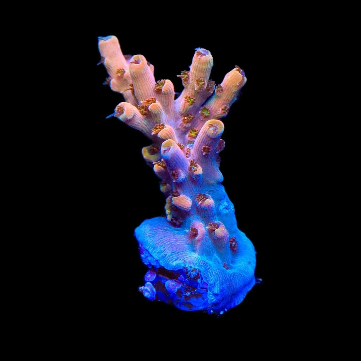 TSA Flower Bomb Acropora Coral