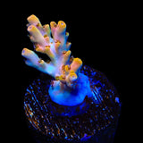 TSA Flower Bomb Acropora Coral