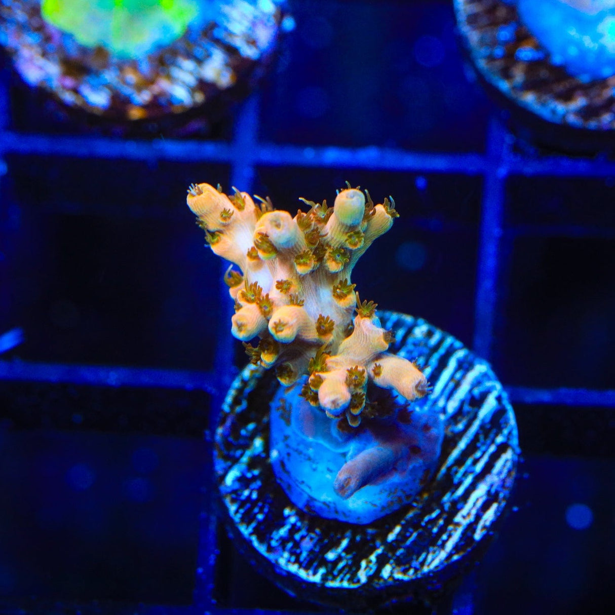 TSA Flower Bomb Acropora Coral