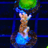 TSA Flower Bomb Acropora Coral