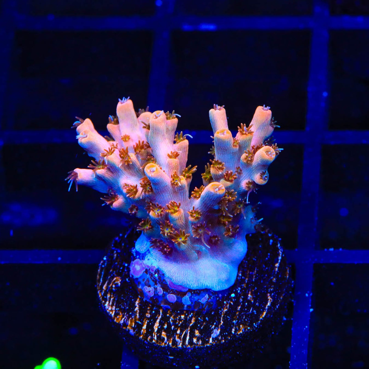 TSA Flower Bomb Acropora Coral